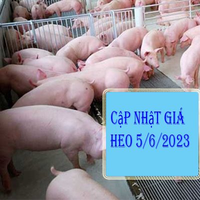Giá heo ngày 5/6/2023