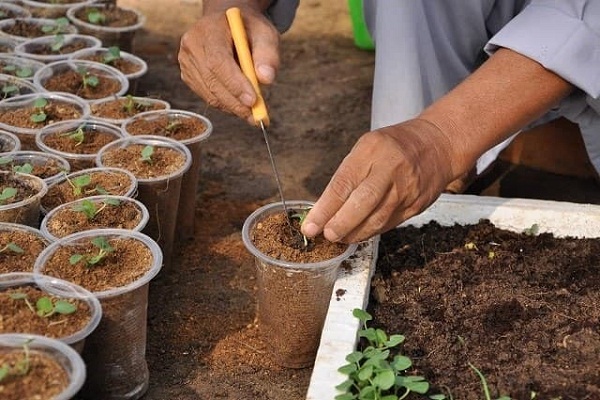 xơ dừa trồng cây nông nghiệp